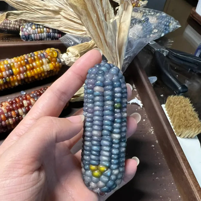 Decorative Corn Gem corn Seeds