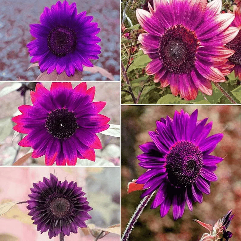 💜Rare purple sunflowers, stunning the entire garden at first glance.