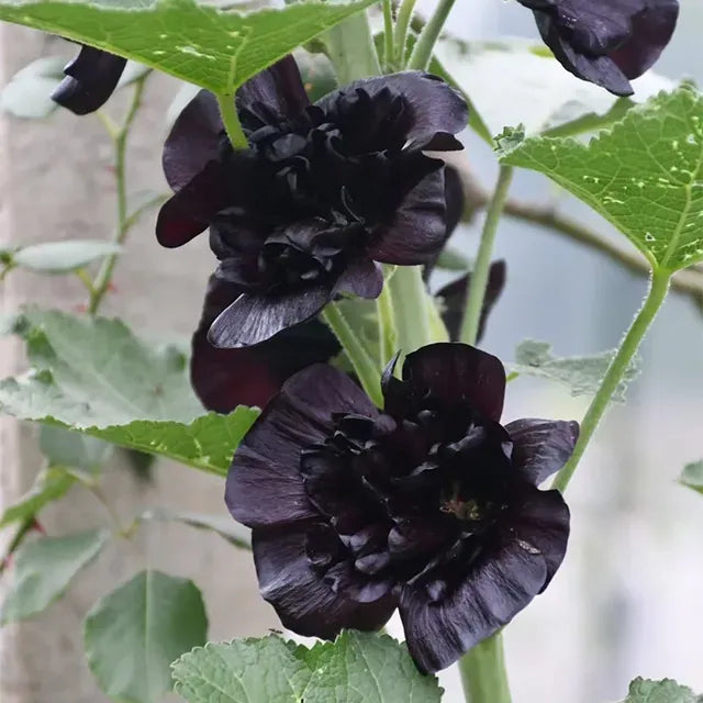 Double Hollyhock Flower Seeds For Tall Garden Blooms