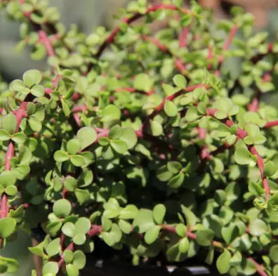 Live Jade Plant Seedlings – Easy-Care Indoor Succulent Plants