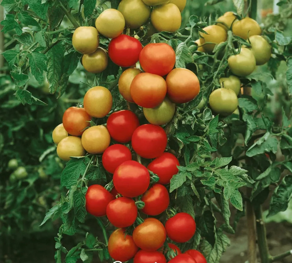 Grow Juicy Tomatoes, Harvest Fresh Garden Joy Right At Home