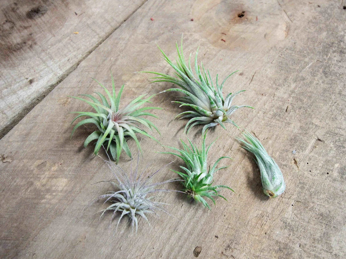 Tillandsia Ionantha Air Plant Combo Pack