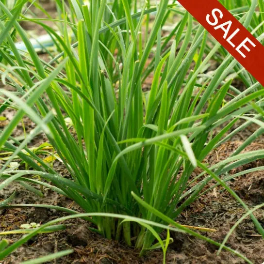 GARLIC CHIVES SEEDS