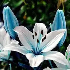 Lilium Flower Seeds for Garden Planting