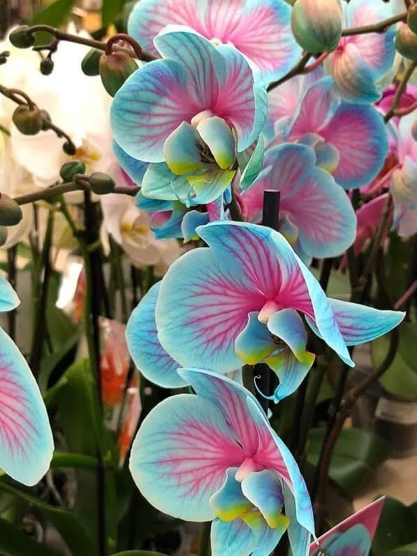 Heirloom Rainbow Phalaenopsis Orchid Flower Seeds for Planting – Non-GMO, Exotic Indoor Blooms