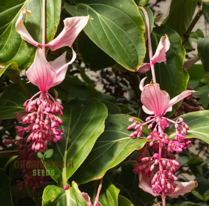 Medinilla Magnifica Pink Flower Seeds, Exotic Blooms in YourGarden, Grow Your Own Medinilla Seeds for Indoor and OutdoorGardens