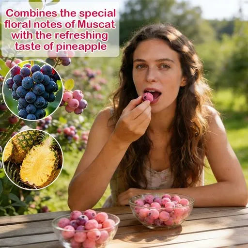 Premium Pink Blueberry SeedsA Uniquely Delightful Taste