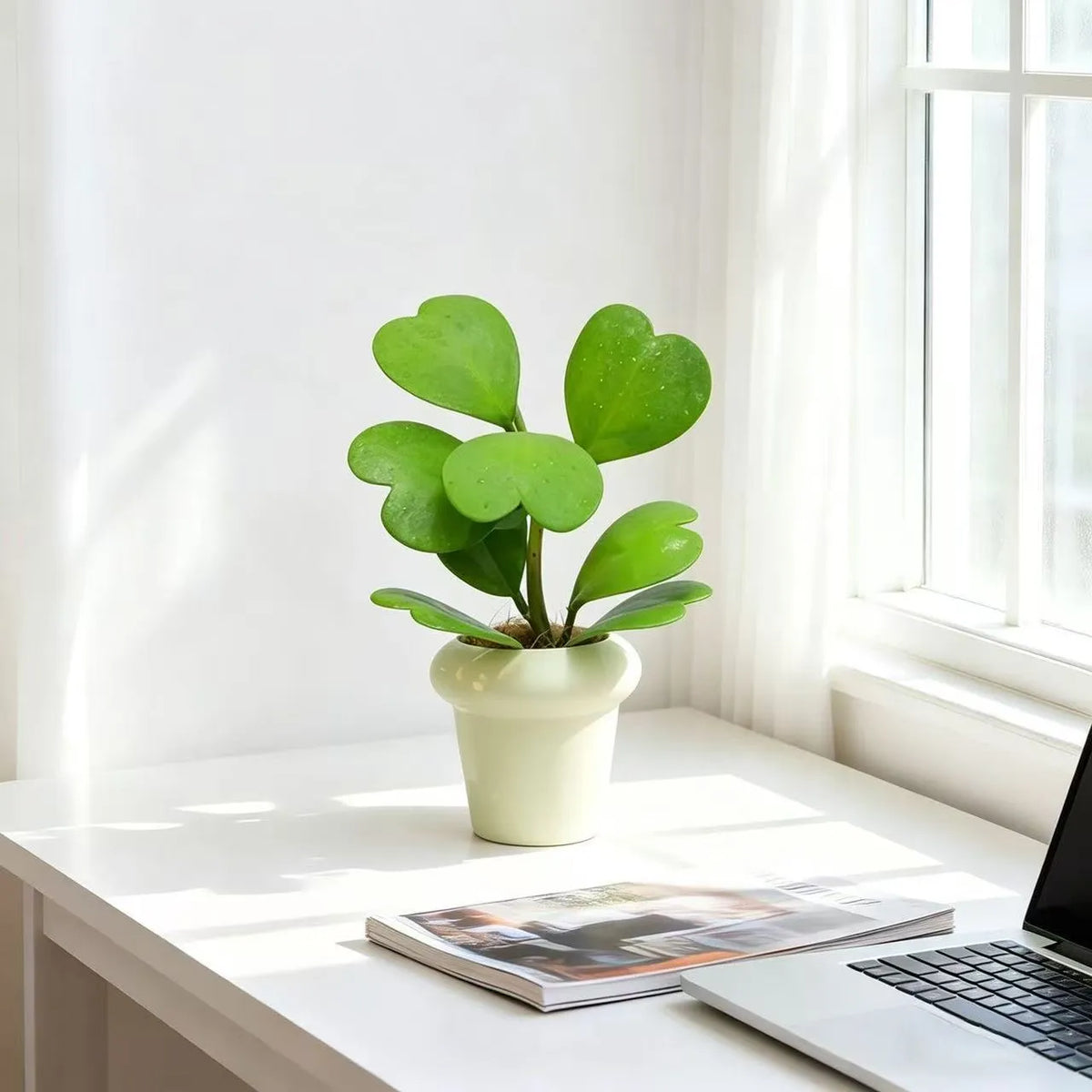 Hoya Kerrii Sweetheart Plant, Heart-Shaped Succulent, Low-Maintenance Indoor Houseplant for Home & Office Decor