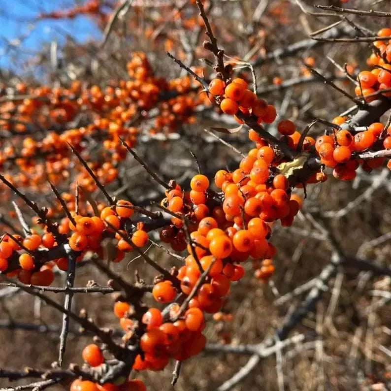 Grafted Sea Buckthorn Sapling: Superfood Berry Bush, Cold Hardy Edible Landscaping Plant