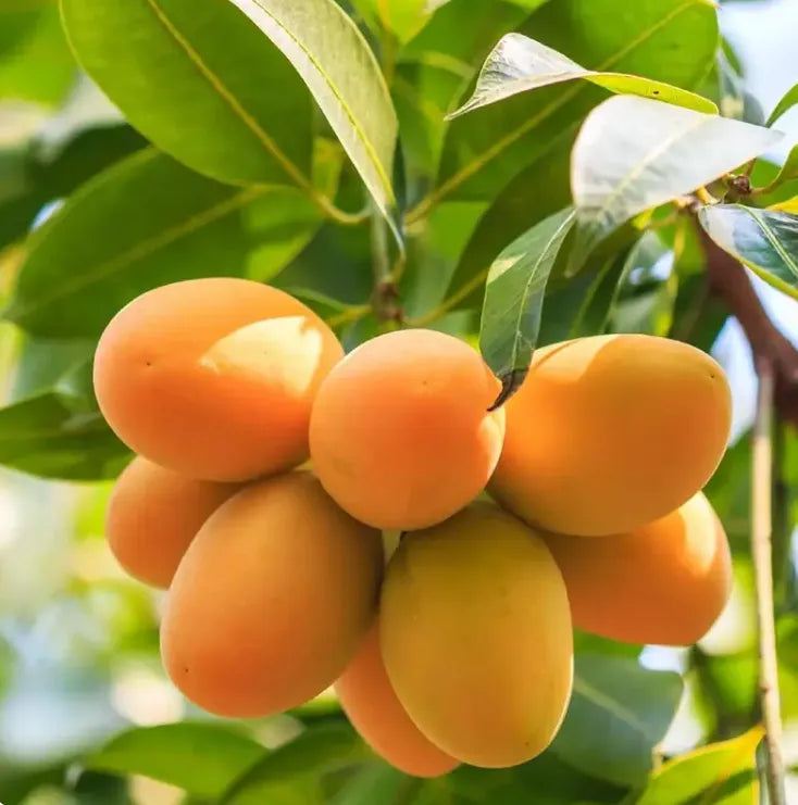 Extra-SweetSuperior Pink Mangofor seeds