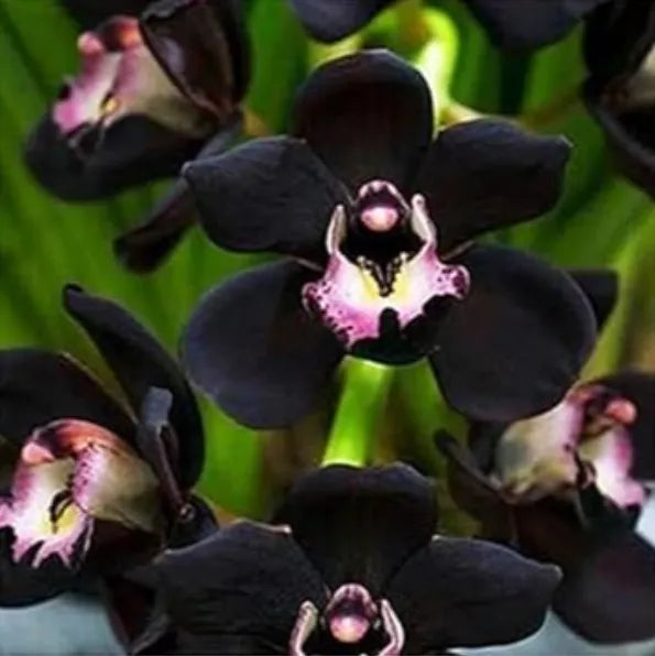 Heirloom Non-GMO Black Orchid Flower Seeds forPlanting - Rare Exotic Garden Blooms with HighGermination