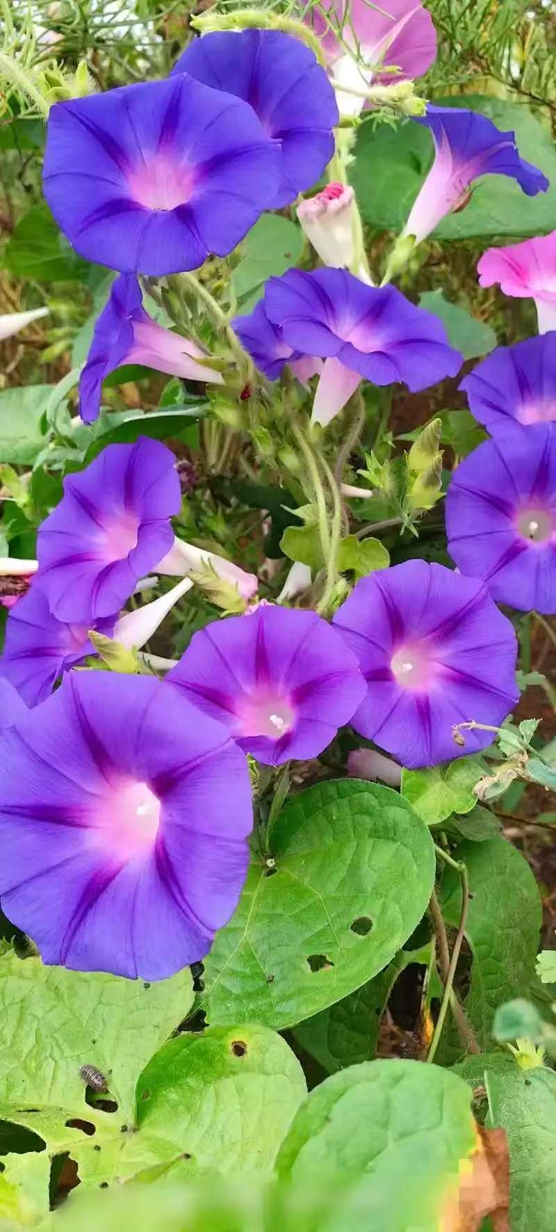 Morning Glory Climbing Vine Seeds for Planting - Climbing Vine with Beautiful Mixed Color Flowers