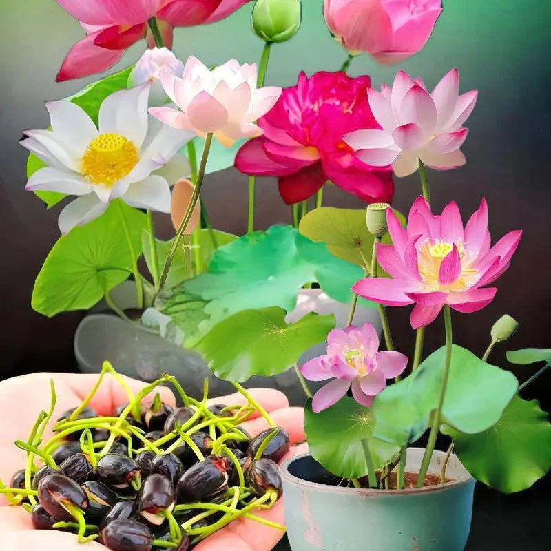 💮 Midnight Purple Lotus Seeds