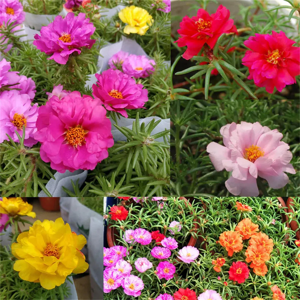 Moss Rose Seeds (Mix)