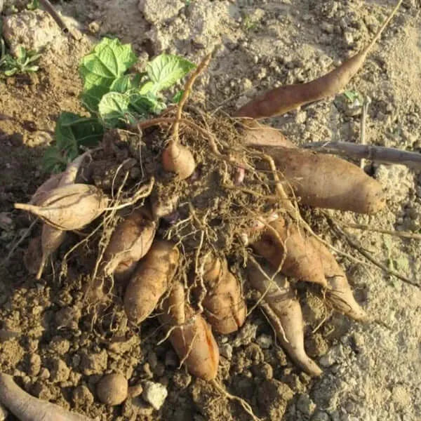Yacon Seed  Root crop seeds Seeds,
