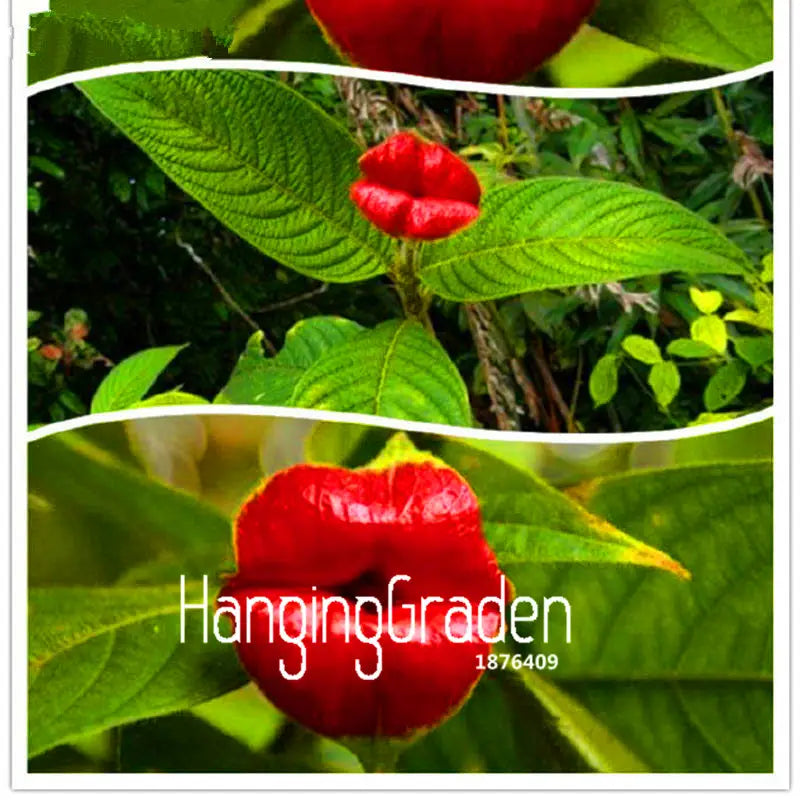 Red Lips Flower Psychotria Seeds