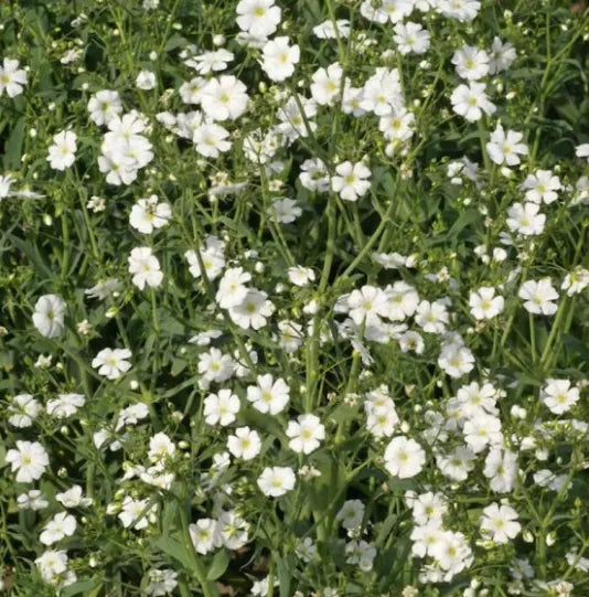 Annual Baby's Breath Seeds