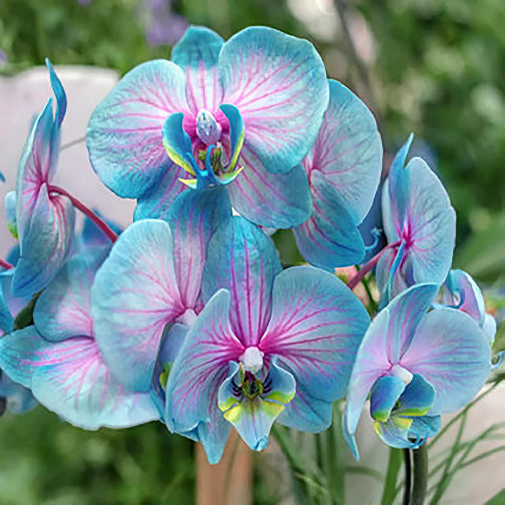 Heirloom Rainbow Phalaenopsis Orchid Flower Seeds for Planting – Non-GMO, Exotic Indoor Blooms