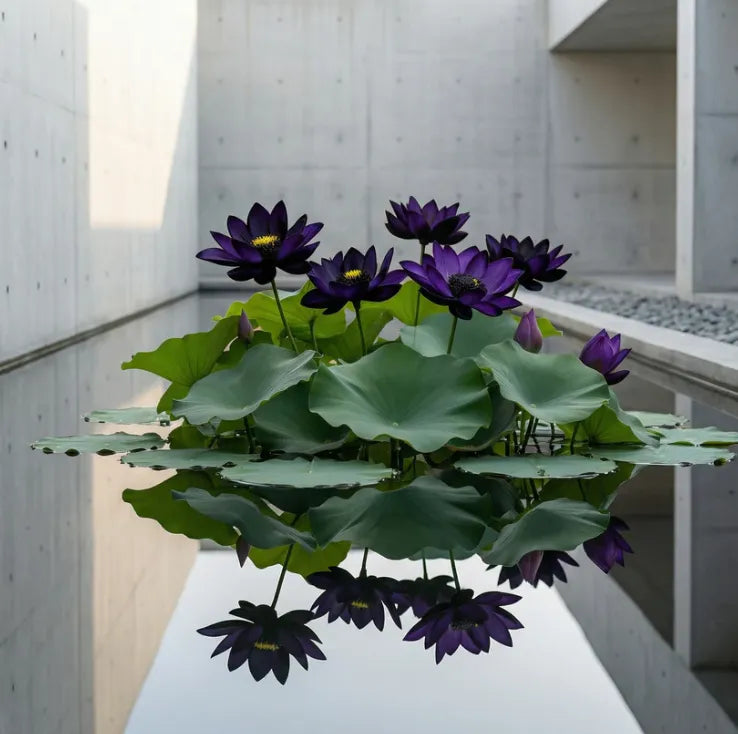 💮 Midnight Purple Lotus Seeds