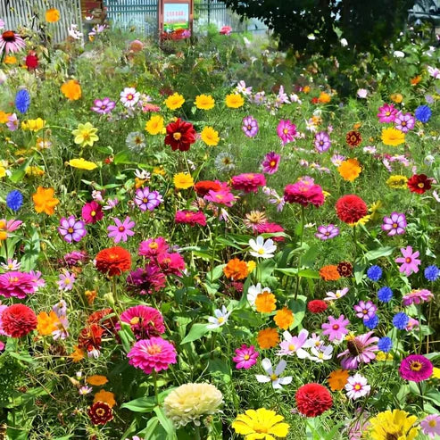 Wildflower Seed Mix