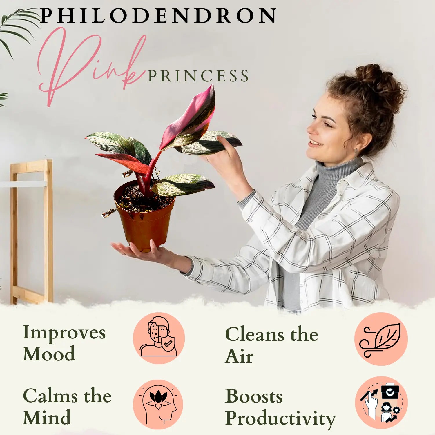 Philodendron Pink Princess– Compact Indoor Houseplant with Pink Variegated Foliage