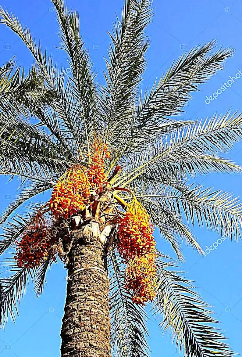 Medjool Date Palm Tree Seedling – Edible Fruit, Fast Growing Tropical Sapling