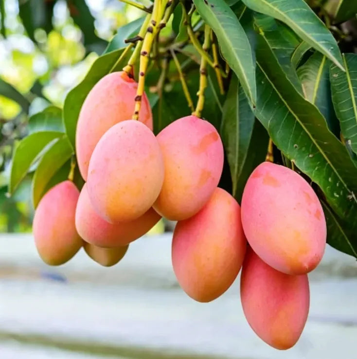 Extra-SweetSuperior Pink Mangofor seeds