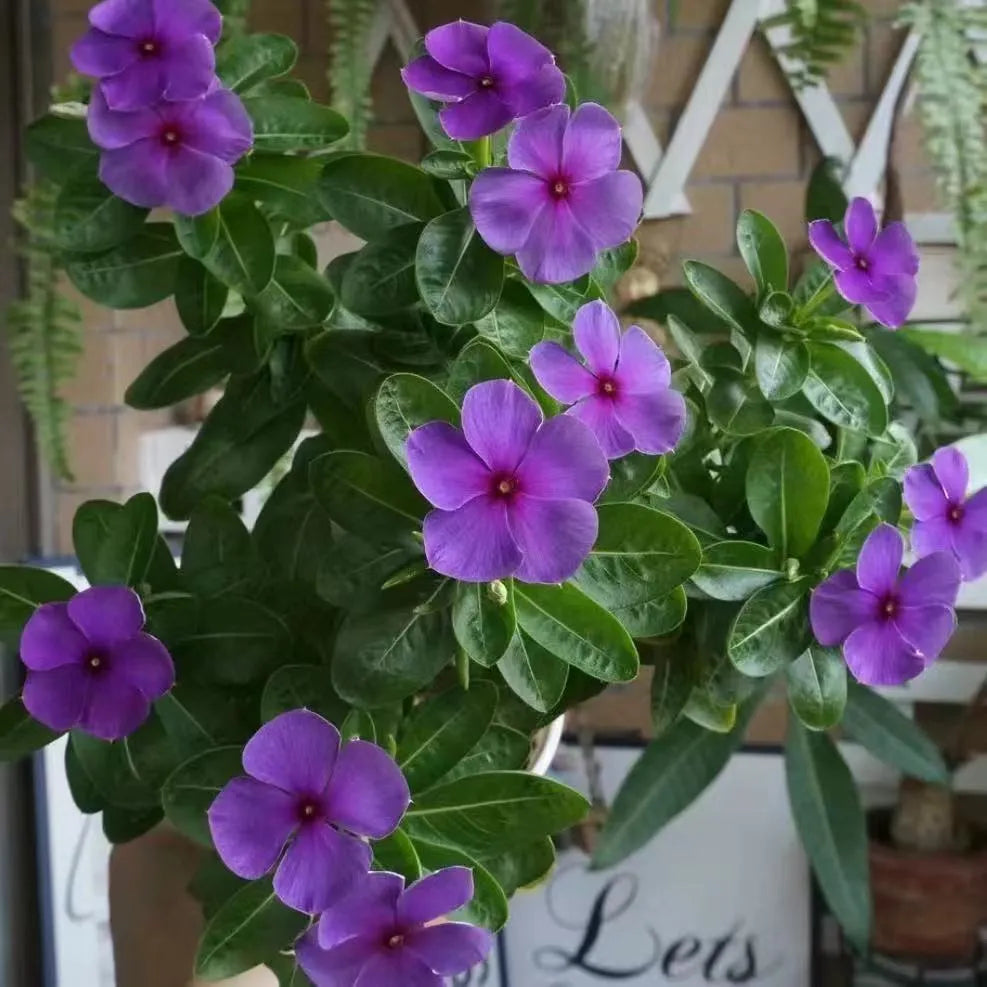 A must-have for beginners—fill your balcony or small courtyard with blooming flowers.