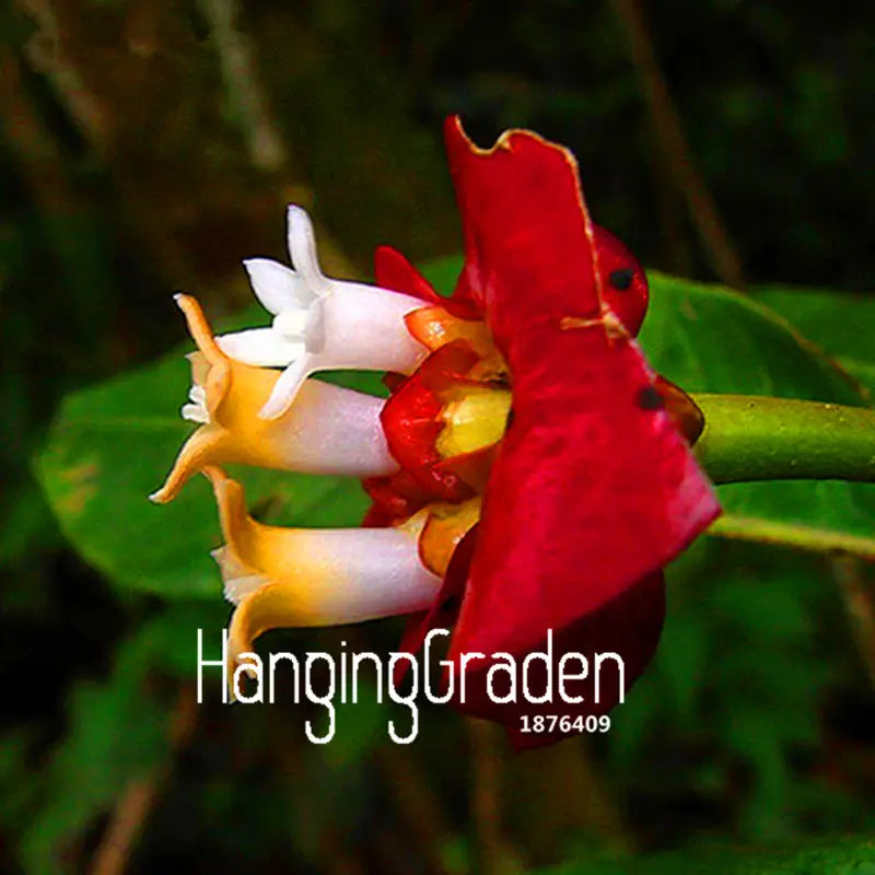 Red Lips Flower Psychotria Seeds