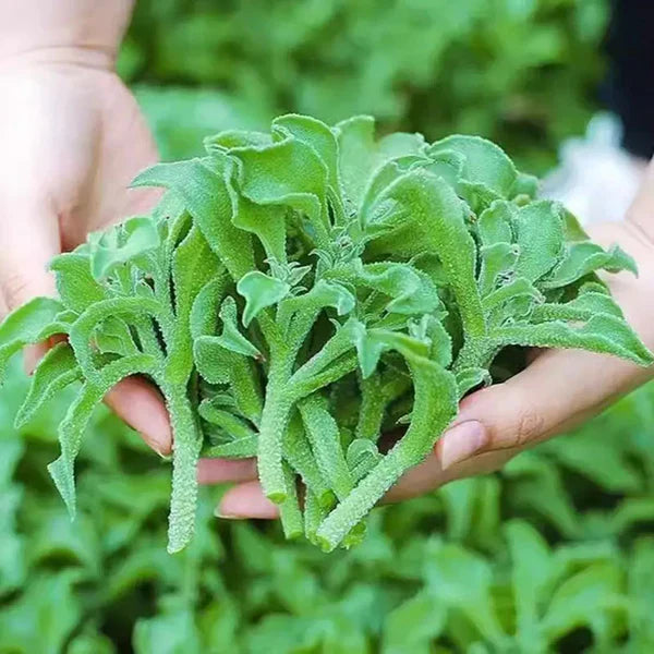 Crystal Ice Plant Seeds