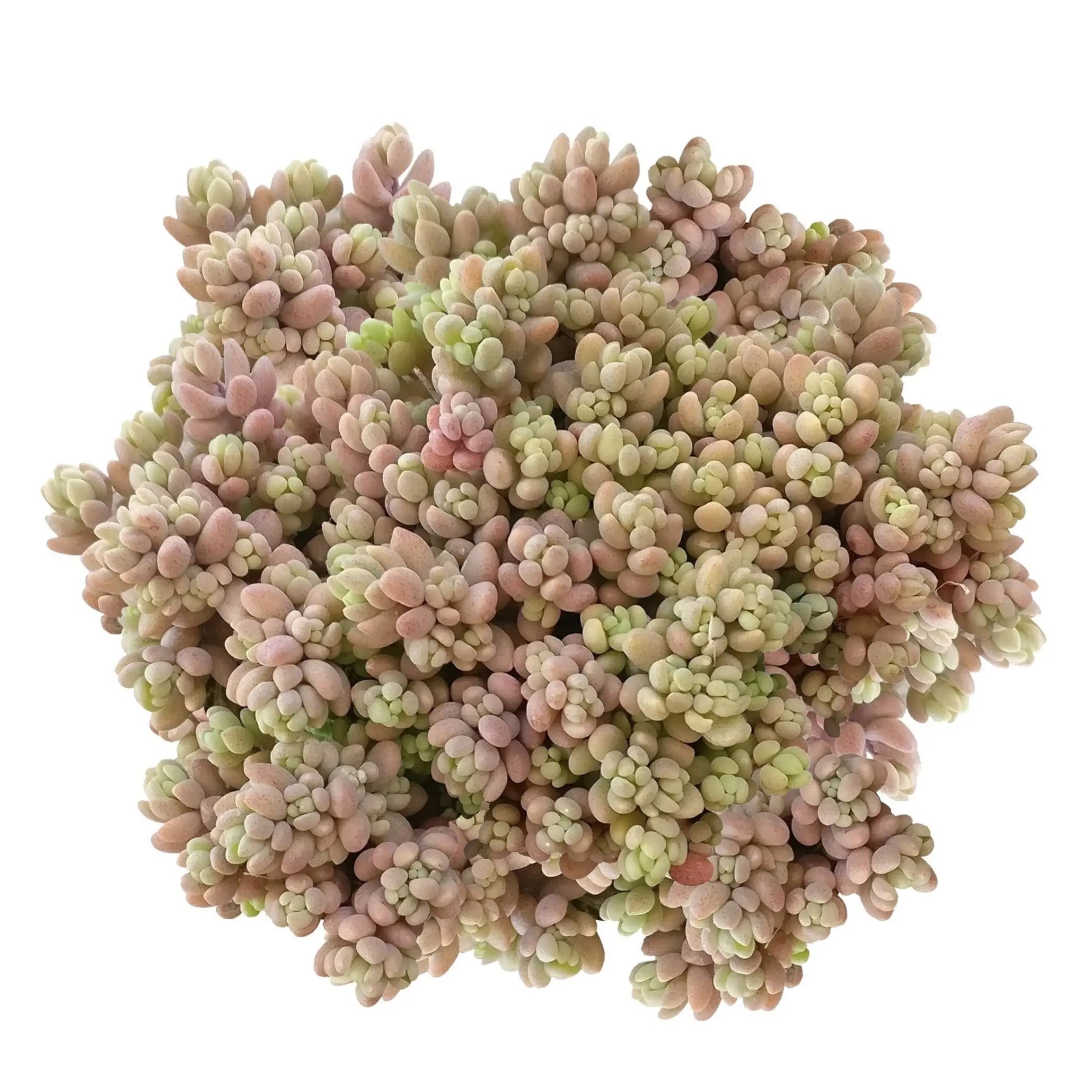 Sedum Minor Succulent Plant – Live Mini Succulent for Pots, Terrariums & Home Décor