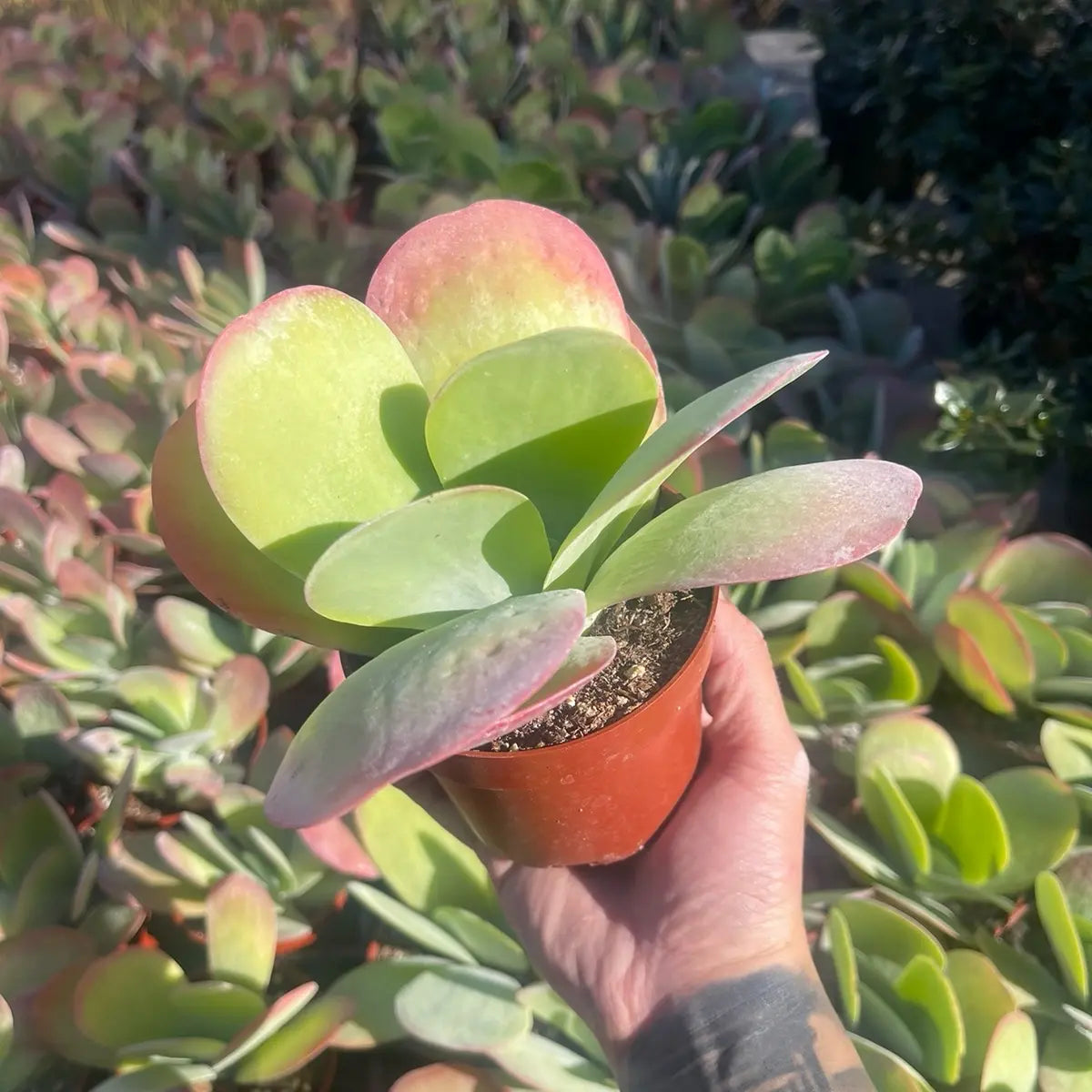 Kalanchoe Paddle Plant – Flapjack Live Succulent Plant for Indoor & Outdoor Décor