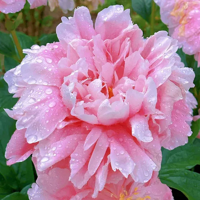 Peony Flower Seeds For Planting Garden Flowers