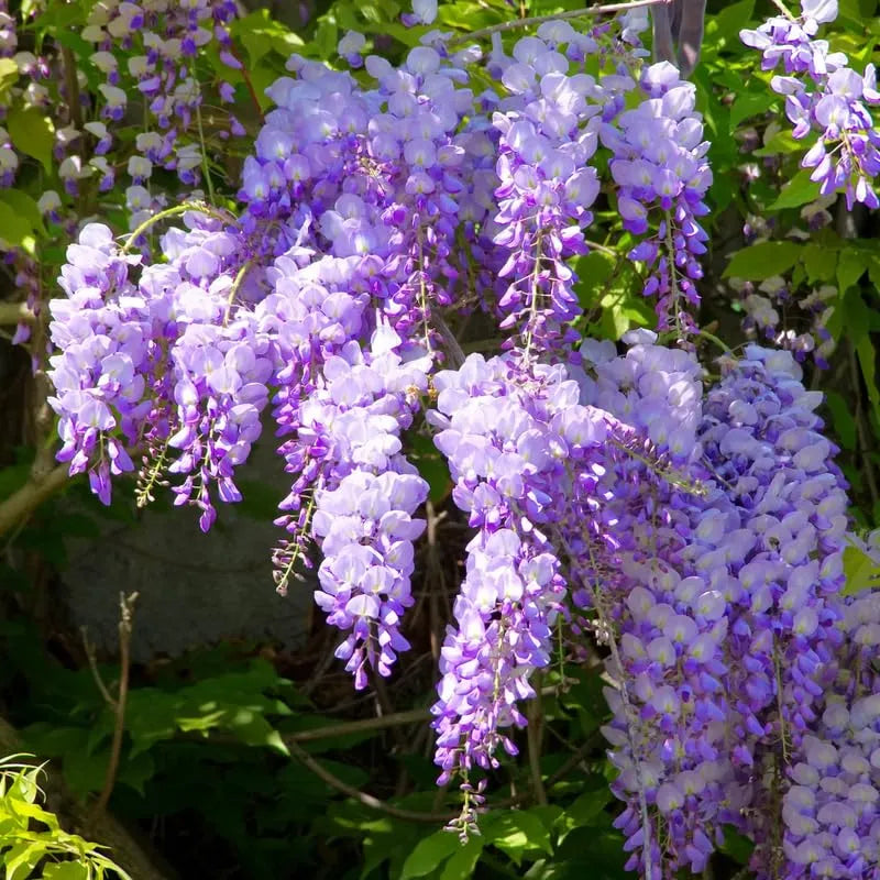Wisteria Tree Live Plant Vines, Purple Blue Wisteria Fragrant Flowers  Inc in Tall, Outdoor Growing