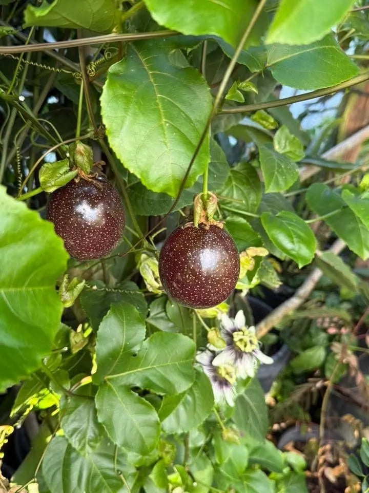 Passion Fruit Plant, Passionfruit Vine for Outdoor Garden, Tropical Climbing Vine for Trellis, Fence or Backyard Growing (High Yield Passionfruit)
