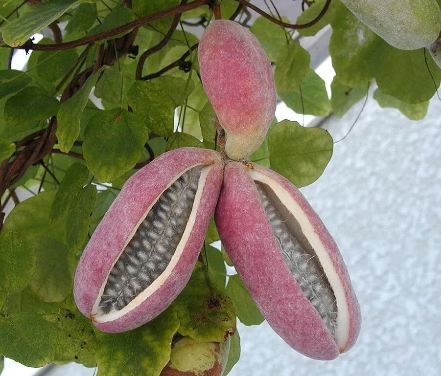Chocolate Vine Plant, Akebia Quinata, Sweet Fruit Plant Well Rooted, Appx  Akebia Fruit Plant Live, Akebia Plant for Outdoor Garden