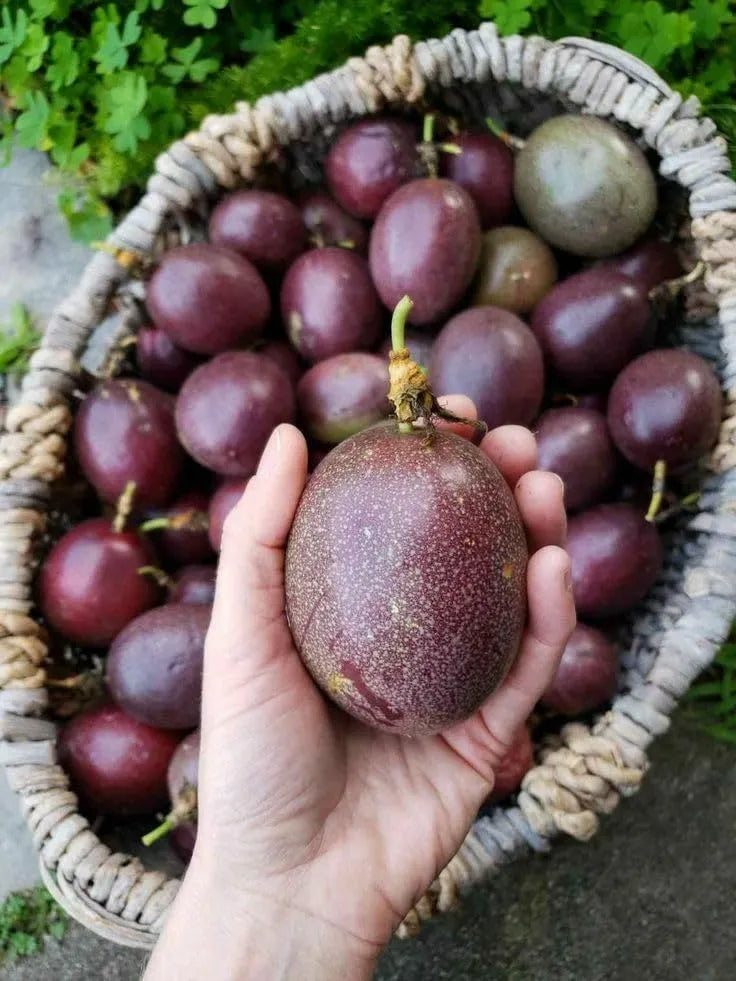 Passion Fruit Plant, Passionfruit Vine for Outdoor Garden, Tropical Climbing Vine for Trellis, Fence or Backyard Growing (High Yield Passionfruit)