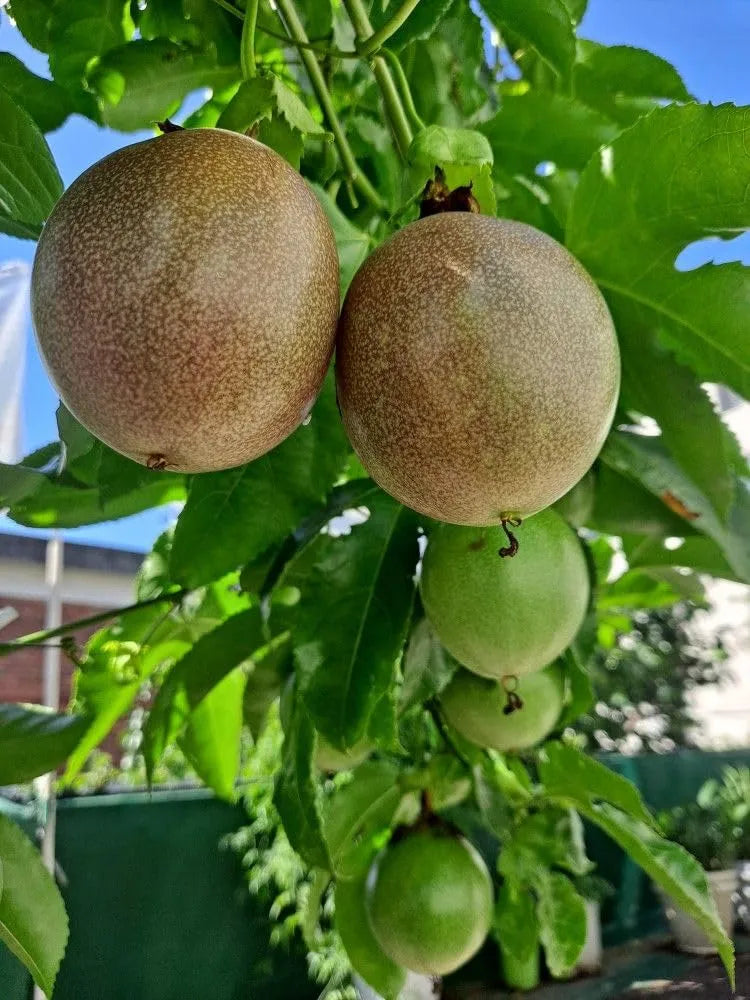 Passion Fruit Plant, Passionfruit Vine for Outdoor Garden, Tropical Climbing Vine for Trellis, Fence or Backyard Growing (High Yield Passionfruit)