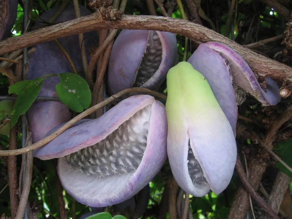 Chocolate Vine Plant, Akebia Quinata, Sweet Fruit Plant Well Rooted, Appx  Akebia Fruit Plant Live, Akebia Plant for Outdoor Garden