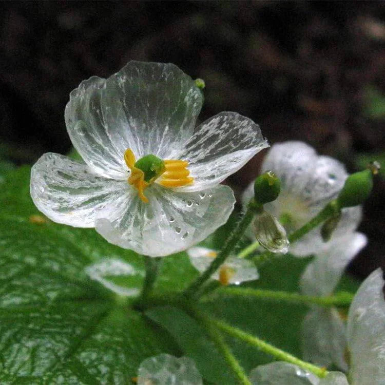 Exquisite Shade Skeleton Seeds – Flower Plant