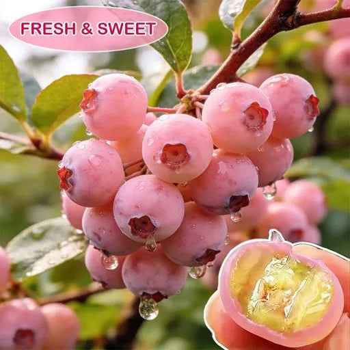 Premium Pink Blueberry SeedsA Uniquely Delightful Taste