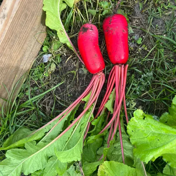 Pineapple Fruit Radish Seeds