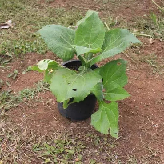 Yacon Seed  Root crop seeds Seeds,