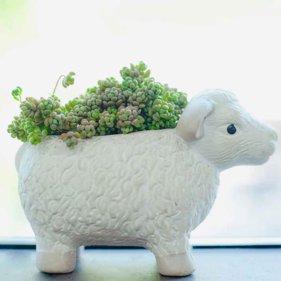 Sedum Minor Succulent Plant – Live Mini Succulent for Pots, Terrariums & Home Décor