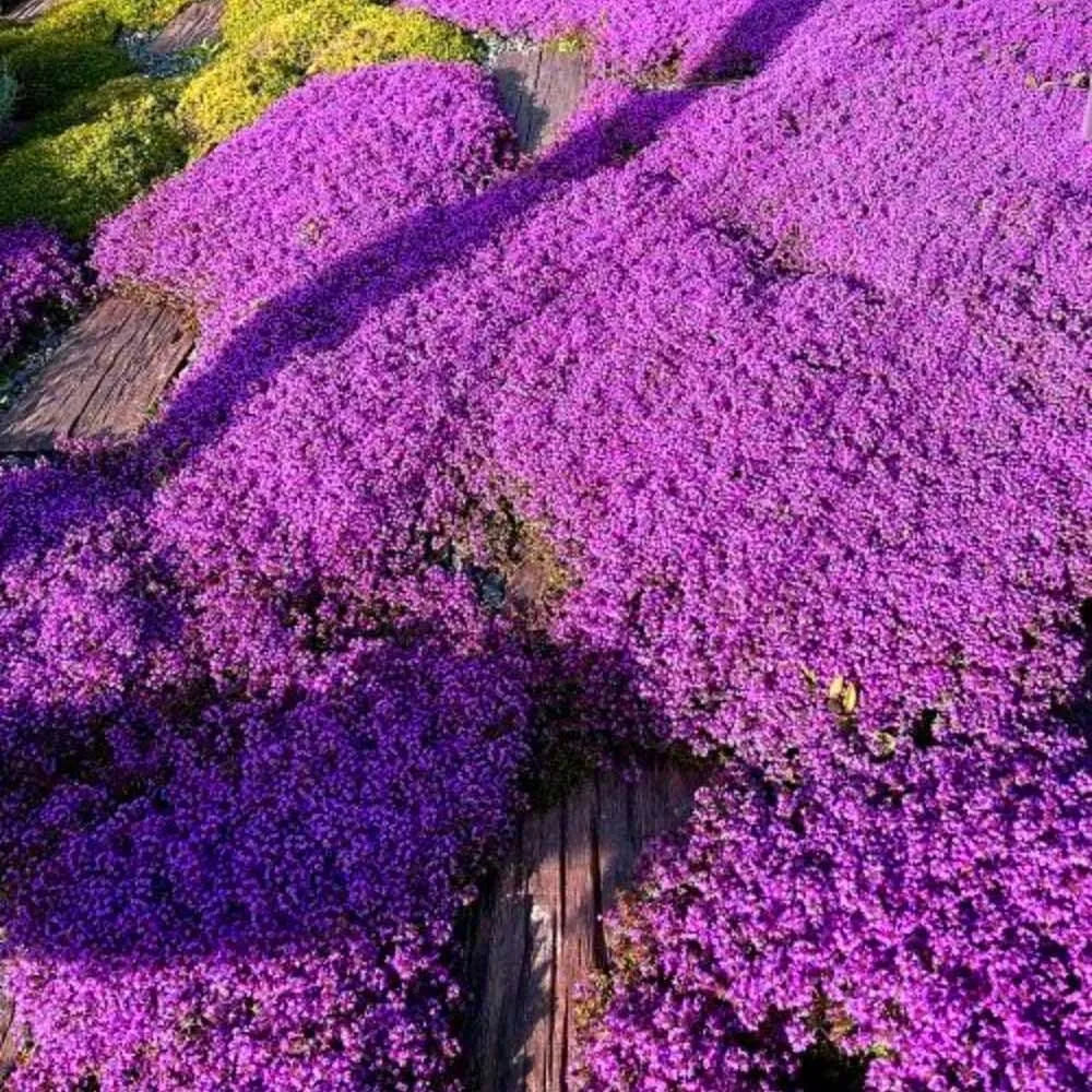 Creeping Thyme Homegrown SeedsEasy to Plant and Grow Non-GMOPerennial Flower Premium Seeds