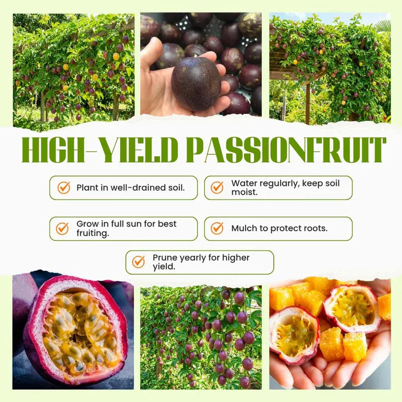 Passion Fruit Plant, Passionfruit Vine for Outdoor Garden, Tropical Climbing Vine for Trellis, Fence or Backyard Growing (High Yield Passionfruit)