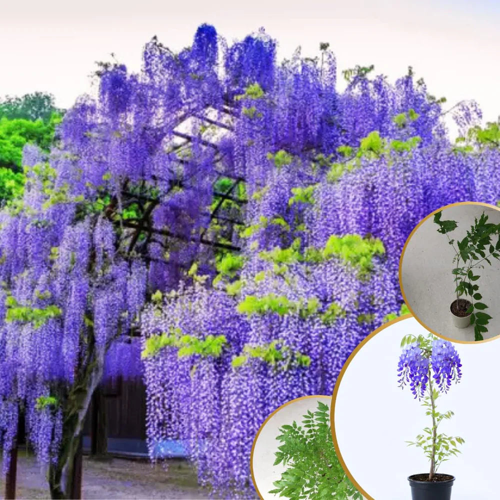 Wisteria Tree Live Plant Vines, Purple Blue Wisteria Fragrant Flowers  Inc in Tall, Outdoor Growing