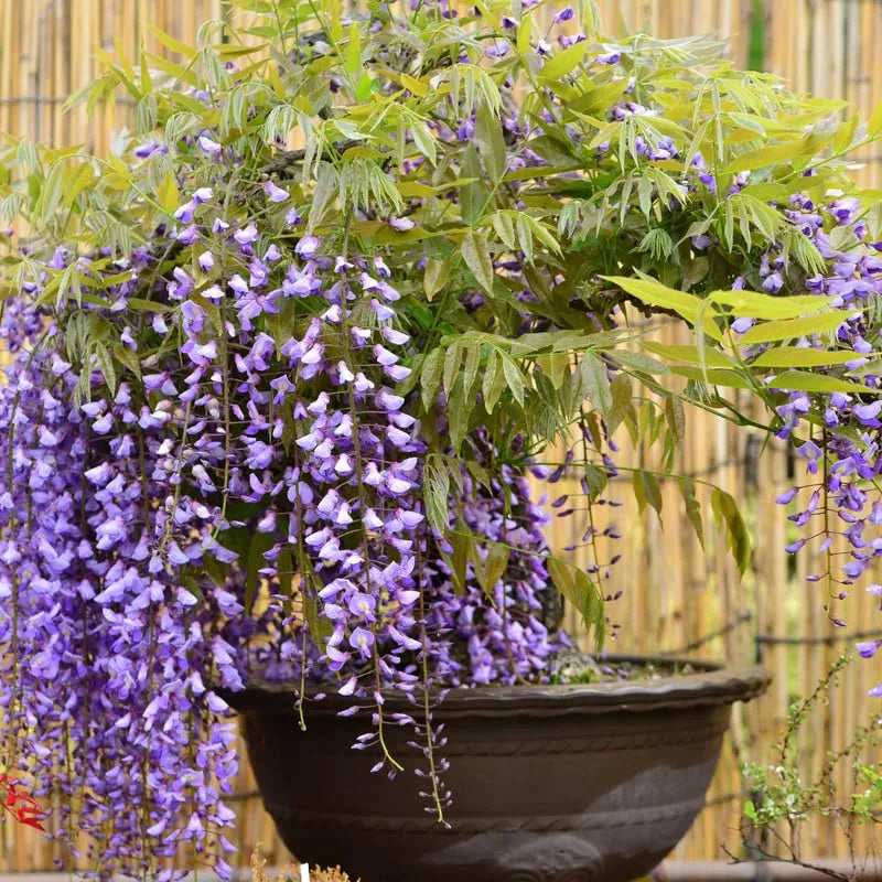 Wisteria Tree Live Plant Vines, Purple Blue Wisteria Fragrant Flowers  Inc in Tall, Outdoor Growing
