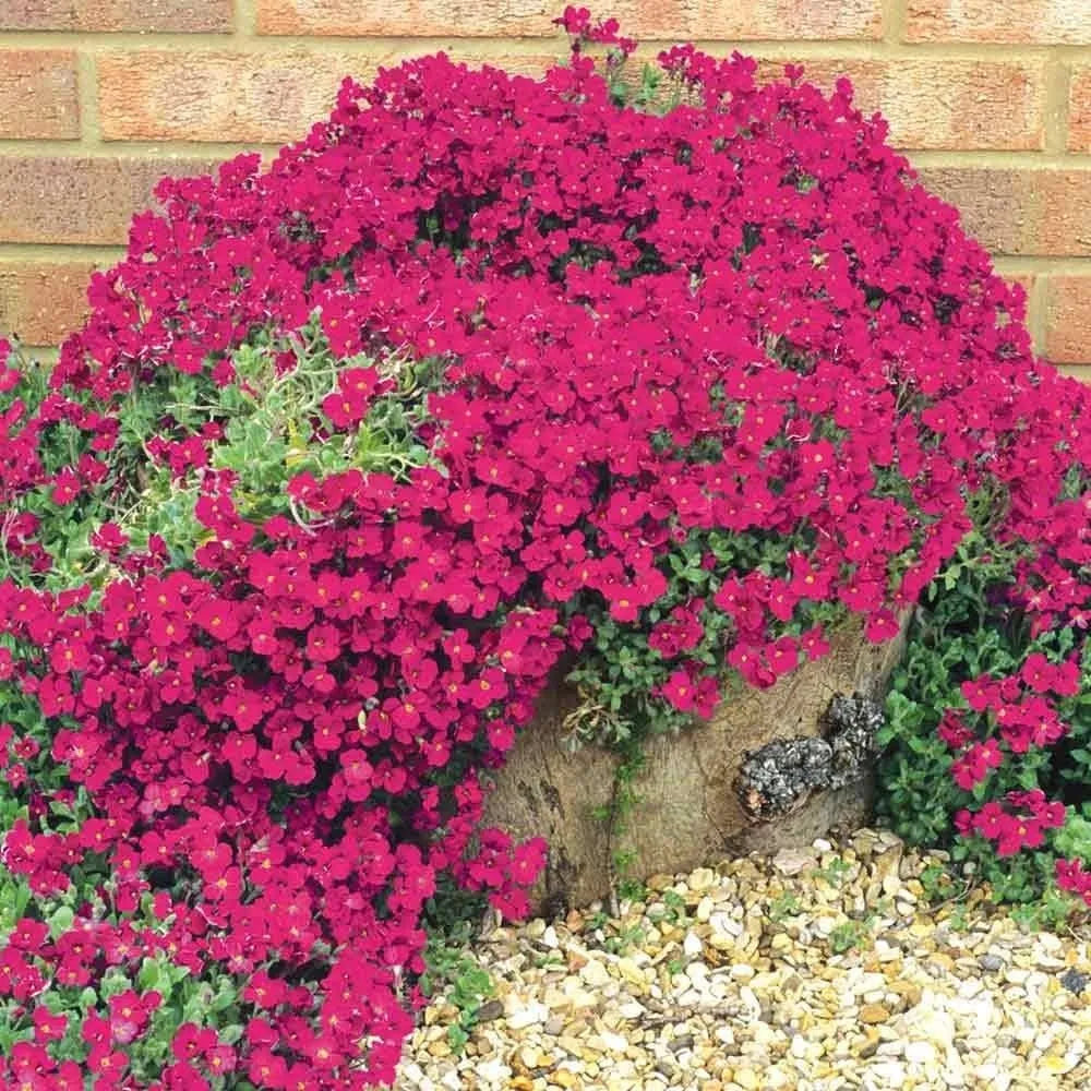 Creeping Thyme Homegrown SeedsEasy to Plant and Grow Non-GMOPerennial Flower Premium Seeds
