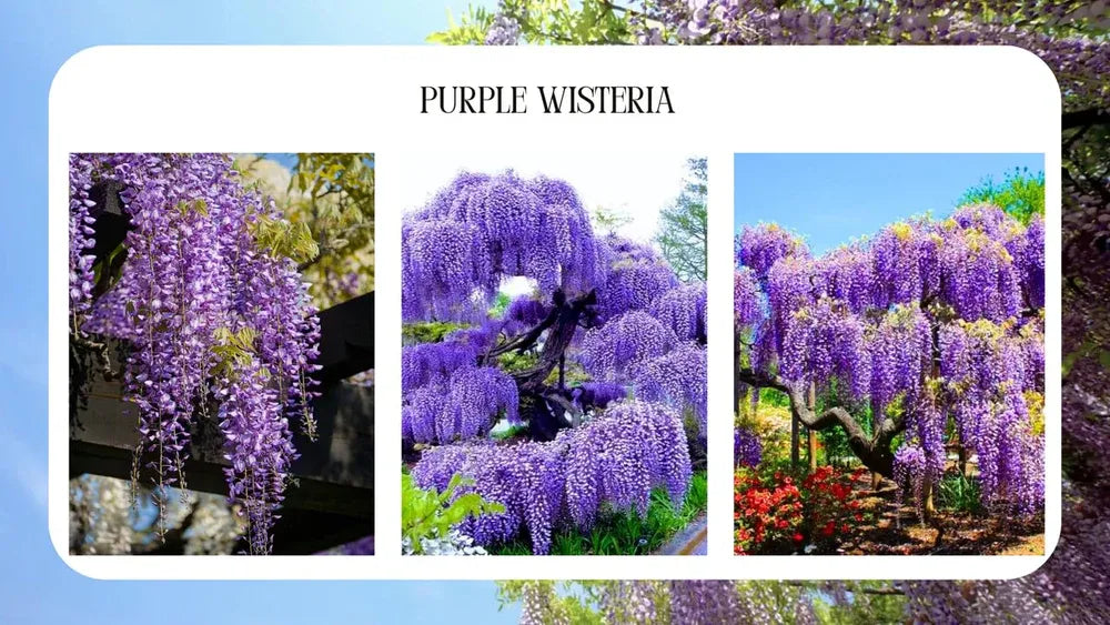 Wisteria Tree Live Plant Vines, Purple Blue Wisteria Fragrant Flowers  Inc in Tall, Outdoor Growing